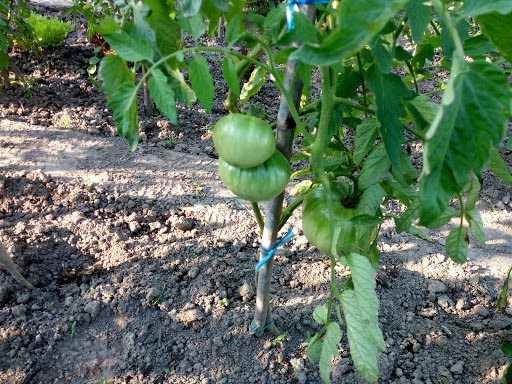 Giardineria Gaertnerei Berger Di De Tomas Pinter Marco - Thumbnail