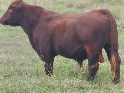 Union Ranch Cattle Company 5865 Mt Zion Rd, New Waverly, TX 77358