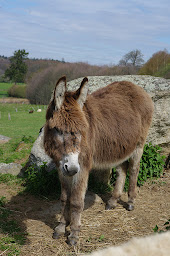 Photo n°23 de Pays'âne à Sardent (Lodge)