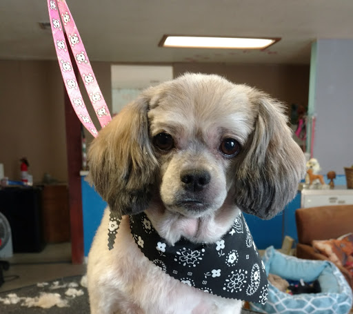 Fluffy Puppy Salon Gallery - United States