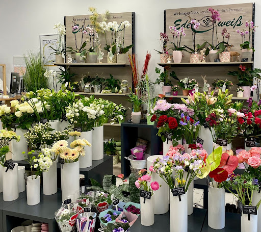 Blumen Edelweiß Gotha - Thumbnail
