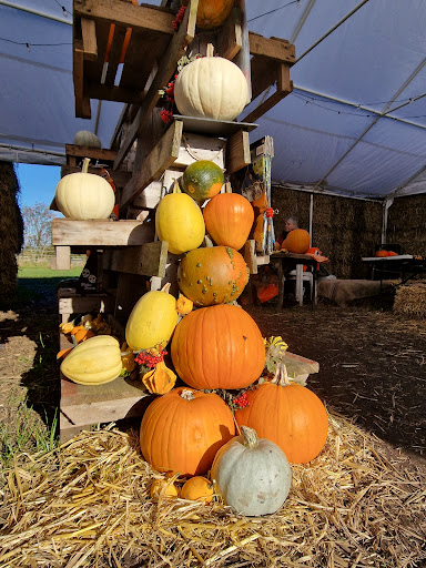 High Legh Pumpkin Patch - Visual