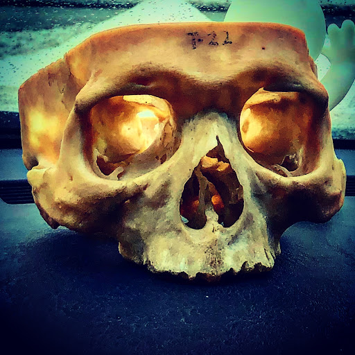 Abby Normal’s Museum of the Strange Gallery - United States
