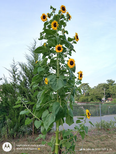 Hammonton - Visual