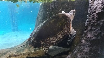 Manatee Coast