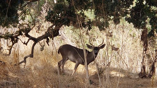 Tassajara Creek Regional Park - Thumbnail