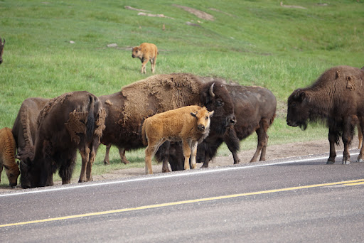 Custer State Park Wildlife Loop Road