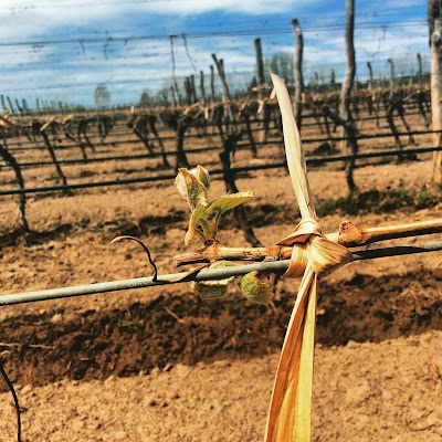 Photos of Tikal Natural Vineyards