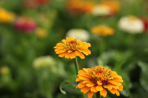 Blumenfeld beim Wasserturm