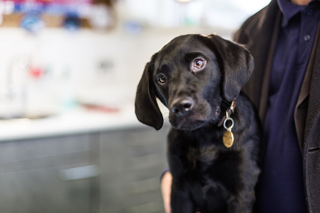 Comments and reviews of Garden Lodge Veterinary Clinic, Stormont