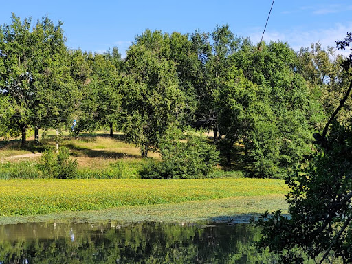 Le Lac aux Branches - Thumbnail