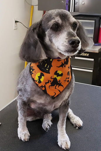 Paw'sh Pet Salon - Thumbnail