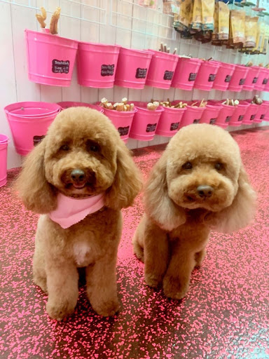 Woof Gang Bakery & Grooming Yamato Gallery - United States