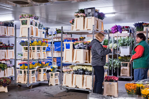 Kwoka Blumen Handels-GmbH - Thumbnail