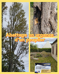 Photo n°15 de Tym élagage à Le Trévoux (Service d'élagage)