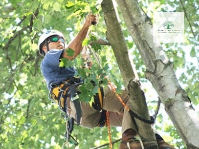 How much of a tree can you trim?