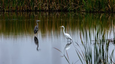 Baker University Wetlands