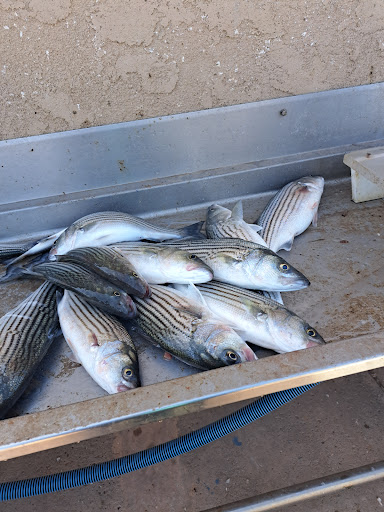 HavasuNetEm.com - Lake Havasu's most experienced fishing guide - Thumbnail