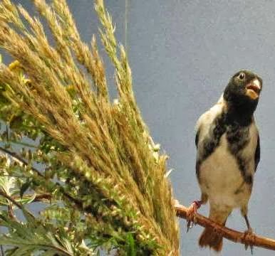 Vogelzucht Reeg - Thumbnail