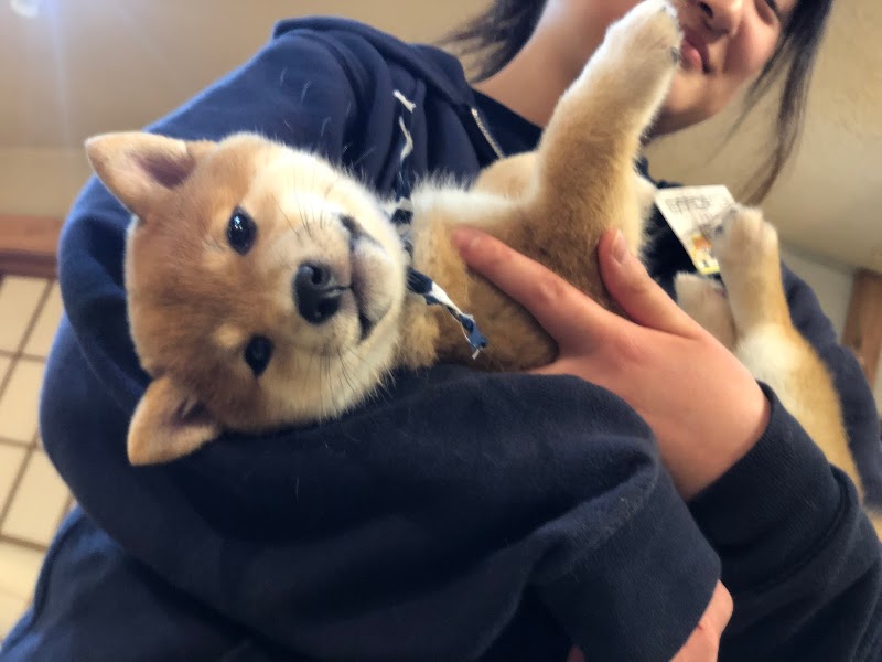 由布院豆柴カフェ