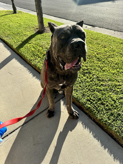 South Corona Pet Hospital