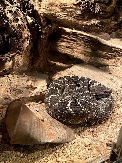 The Chiricahua Desert Museum