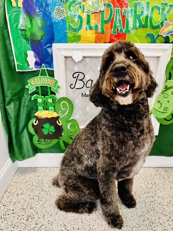 BarkSuds Marina Westshore District photo 21