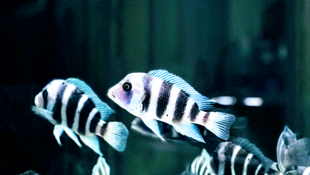 Pet store aquarium near me 2025