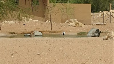 Photos of Bird / Falcon Show - Al Ain Zoo
