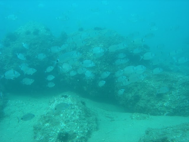 Leucate Plongée