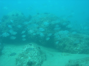 Photo n°15 de Leucate Plongée à Port (Club de plongée)
