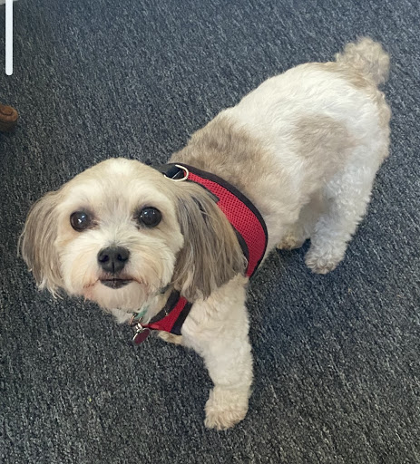 Pet Concierge By The Sea LLC Gallery - United States