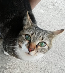 Photo n°8 de Entre Chat & Moi | Stéphanie Le Gendre, Comportementaliste félin, spécialiste de la relation chat-humain à Rennes (Éducateur félin)