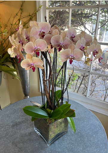 Uncut Flowers LLC - Thumbnail