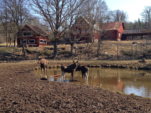 Målilla Elk Park