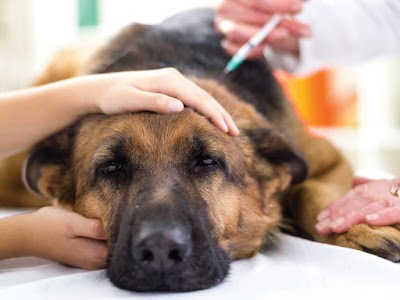Photos of Clinica Veterinaria del bosco