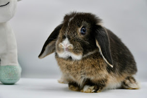 Photo n°11 de Élevage Les 4 Chardons (lapins de compagnie et réflexologie plantaire assistée par l’animal) à Saint-Hilaire-de-Lusignan (Éleveur)