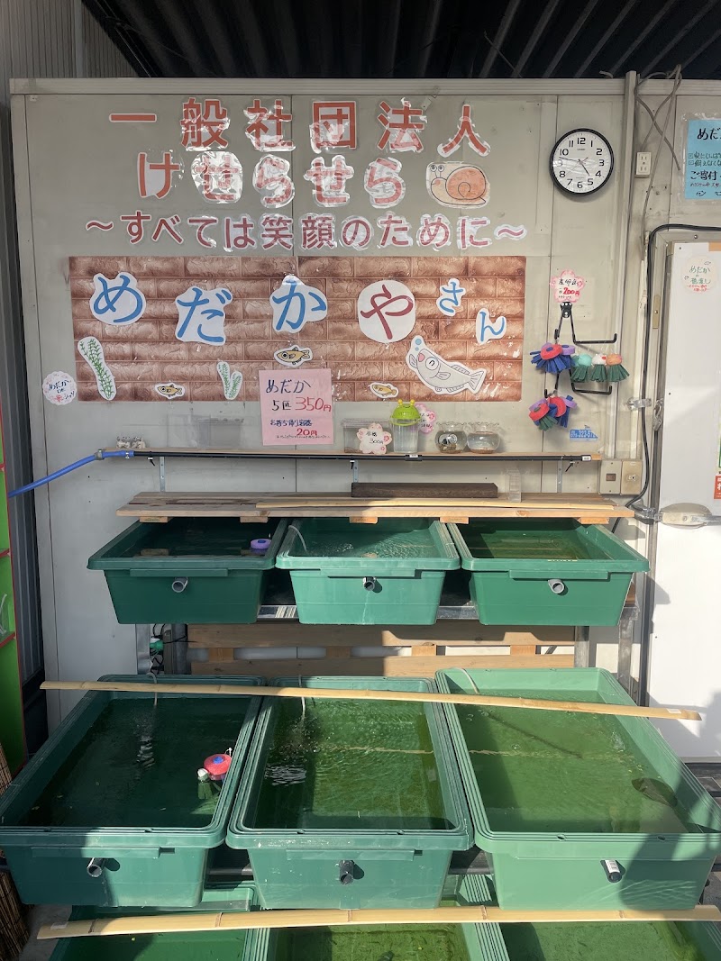 メダカ屋 癒しっそ