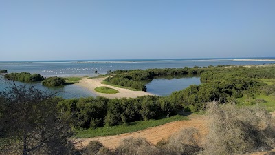 Photos of Mangrove forest