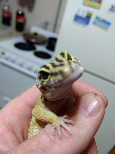 Wickenburg Custom Painting & Wall Textures, LLC - Thumbnail