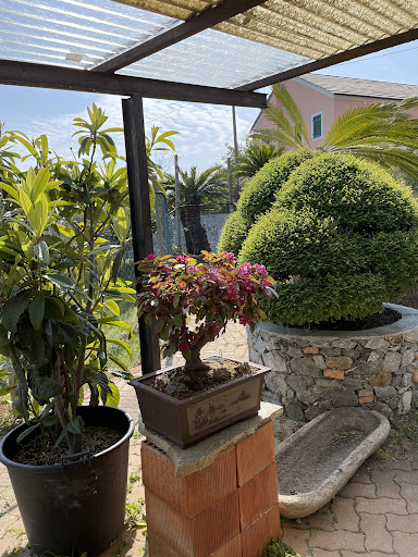 Centro Bonsai Caviglia - Thumbnail