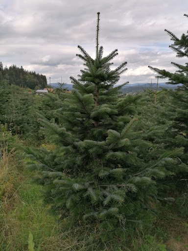 Christbaum Schierer