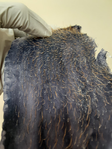 Elegancia Facials and Waxing LLC - Thumbnail