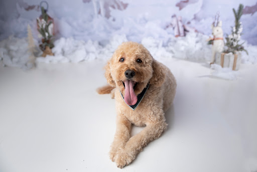 PetSpired of London - Thumbnail