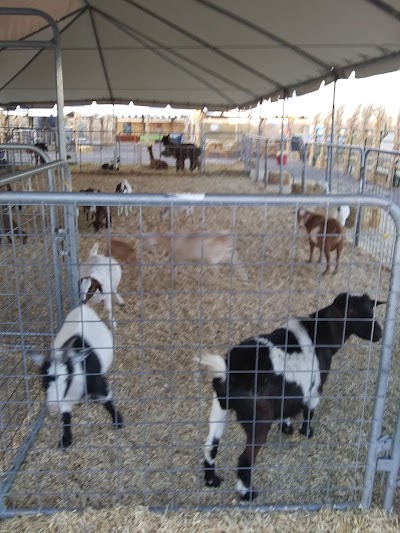 Galloping Goat Pumpkin Patch