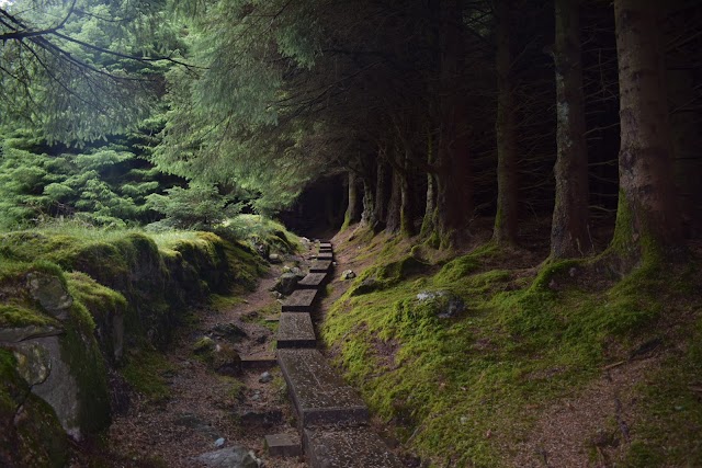 Ballinastoe Wood