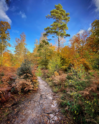 Mare Hill Common - Visual