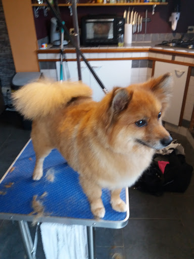 Toilettage Luxury Dog - Thumbnail