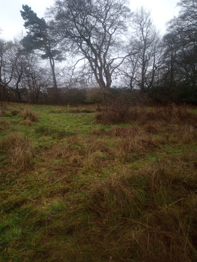 Sangsters Meadow - Thumbnail