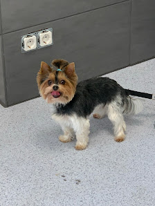 Bild: Anja´s Hundepflege Vom Inhaber